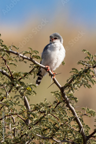 Fauconnet d'Afrique, Faucon pygmé, .Polihierax semitorquatus, Pygmy Falcon photo