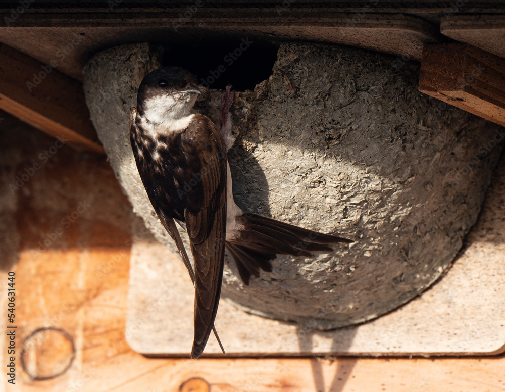 Hirondelle de fenêtre, nid,.Delichon urbicum, Common House Martin Stock — free download