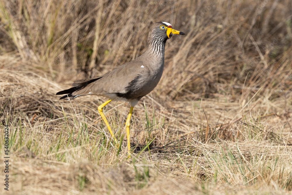 Vanneau à tête blanche,.Vanellus albiceps, White crowned Lapwing, Afrique du Sud Vanneau à tête blanche,.Vanellus albiceps, White crowned Lapwing, Afrique du Sud