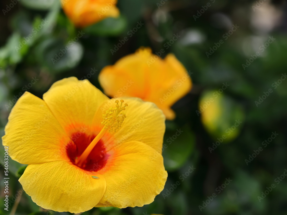 Beautiful yellow flowers with blurred background. Beautiful yellow flowers with blurred background.