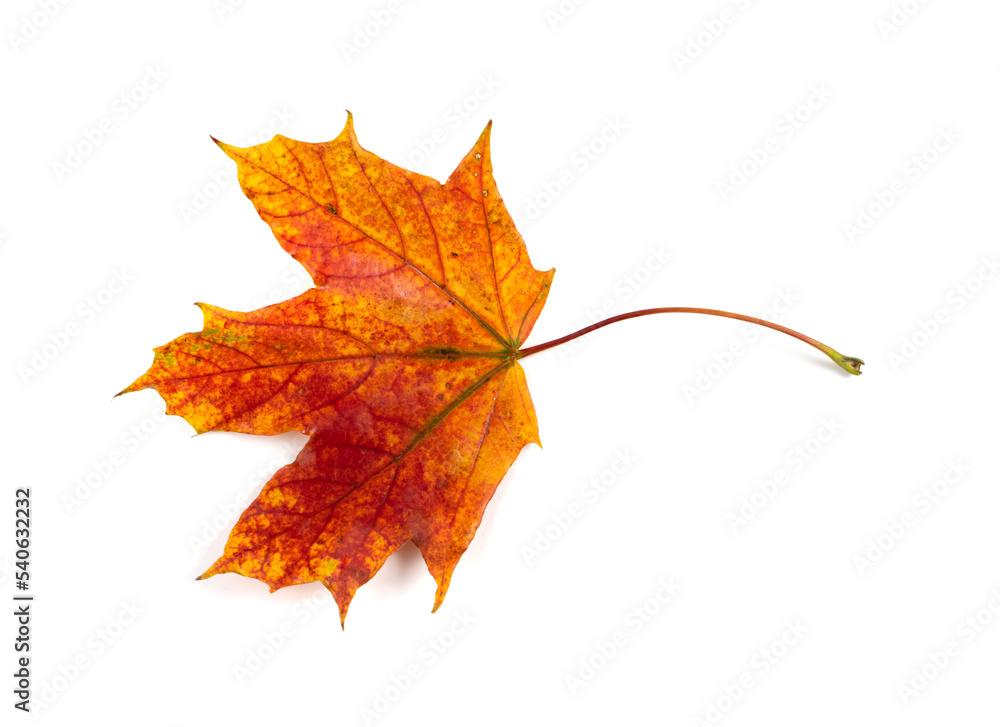 Maple Leaf Isolated. Colored Autumn Tree Leaves Maple Leaf Isolated. Colored Autumn Tree Leaves