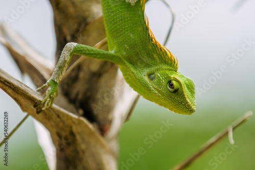 Photo head Maned Forest Lizard. Green Lizard Close Up  (Bronchocela jubata)