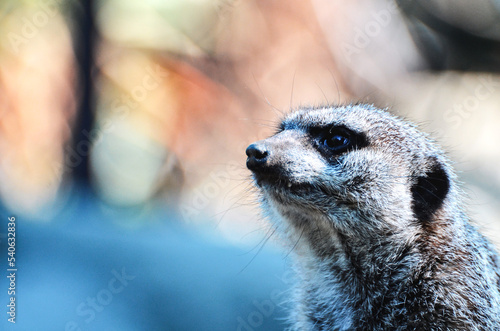 close up portrait photo shot of a meerkat on the lookout