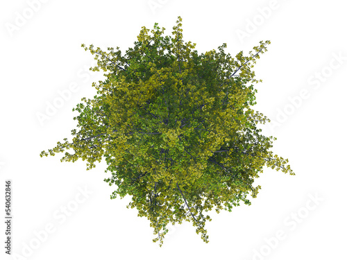 Ginkgo Biloba top view png alpha channel