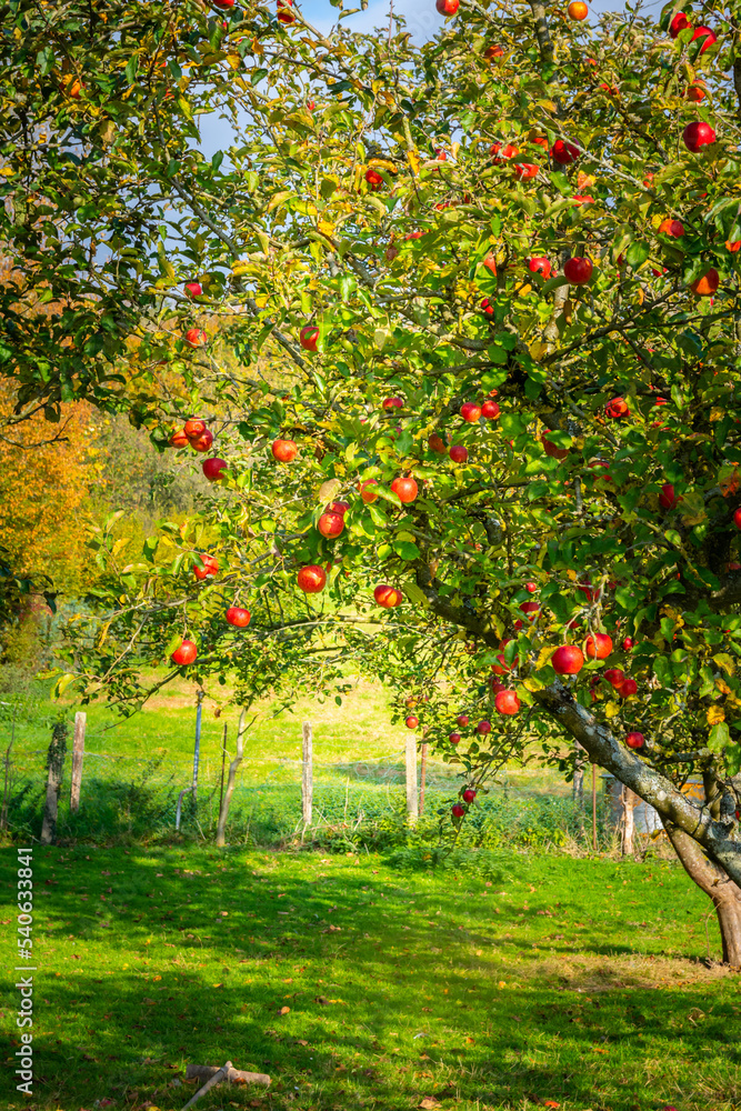 Pommes rouges dans le verger à la campagne Pommes rouges dans le verger à la campagne