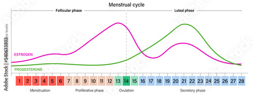 Menstrual cycle. Ovarian hormone levels chart vector. Estrogen and Progesterone.
