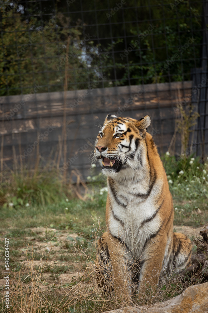 Obraz premium tigre en gros plan dans son enclos