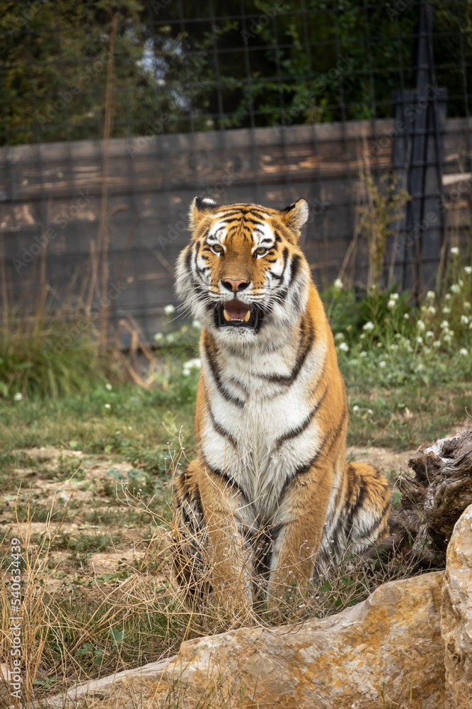 Fototapeta premium tigre en gros plan dans son enclos