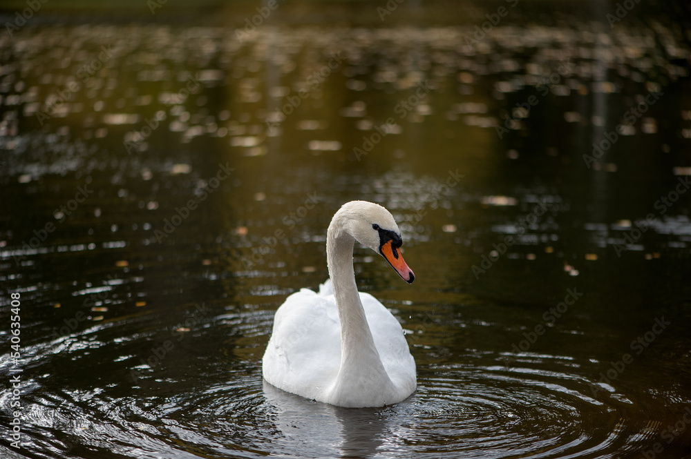 Fototapeta premium White Swan on the Lake. Swan on water. Mute swan