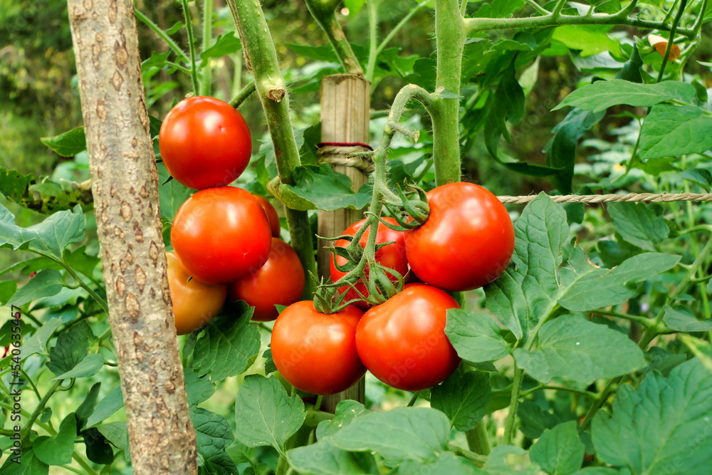 Close up of a bunch of tomatoes - variety Moneymaker, showing the change of colour from green to red
