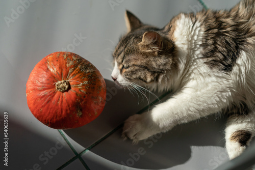 Portrait of a cat lying on the floor next to a pumpkin