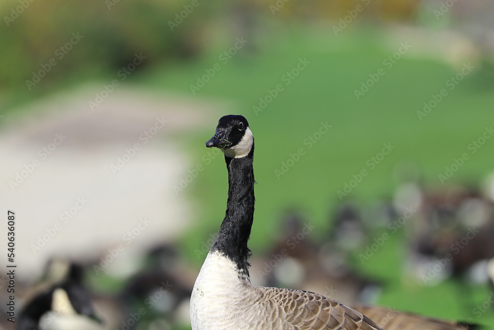 Obraz premium Porträt einer männlichen Kanadagans beim Weiden
