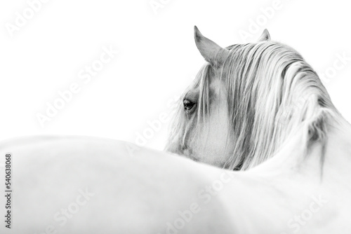 White horse in fine art style looking over his back beautiful as a banner of header with copy space 
