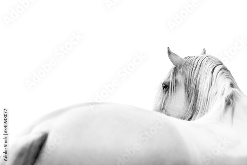 White horse in fine art style looking over his back with a clean white background