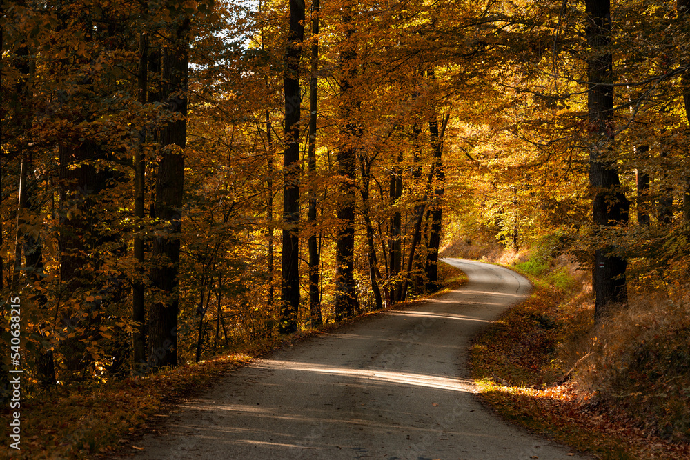 Road in the autumn forest.