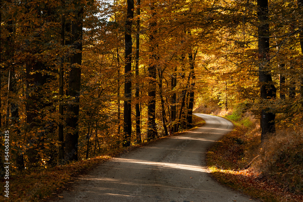 Obraz premium Road in the autumn forest.