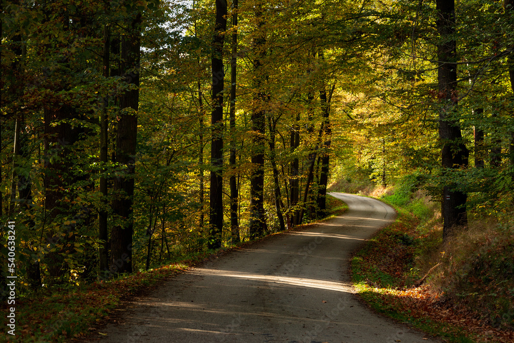 Fototapeta premium Road in the autumn forest.