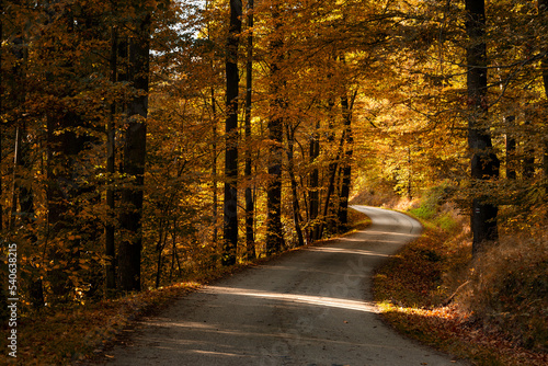 Road in the autumn forest.