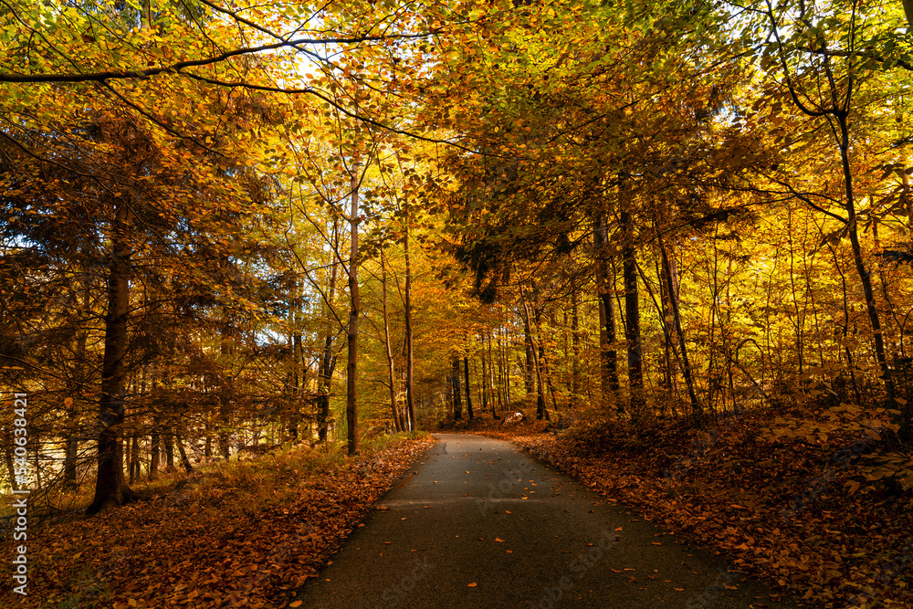 Fototapeta premium Road in the autumn forest.