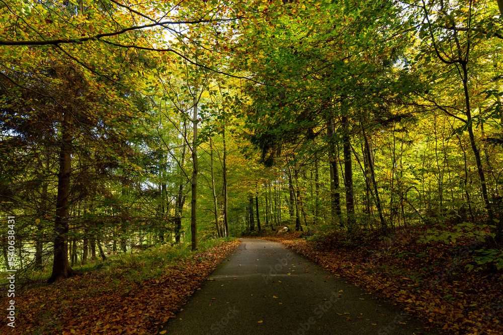 Road in the autumn forest.