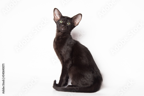 Adorable Funny large black kitten with big ears. Lovely cat Oriental breed on white background. banner with copy space for text. Domestic pets photo