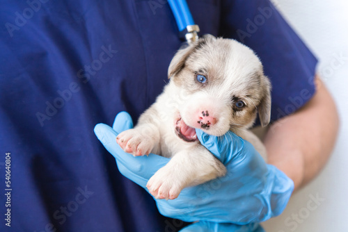 Cropped image of handsome male veterinarian doctor with stethoscope holding merle cute funny welsh corgi cardigan puppy in arms in veterinary clinic on white background. banner copy space photo