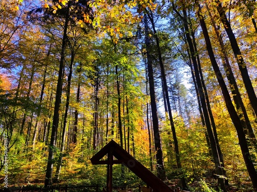 Fototapeta Naklejka Na Ścianę i Meble -  autumn in the woods