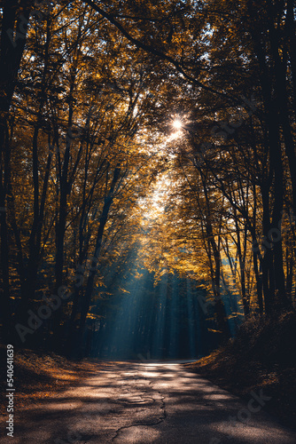 light through the autumn trees © South Italy