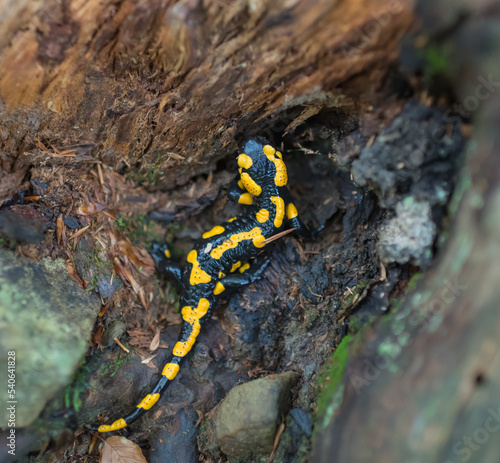 Salamander wanderer in the forest