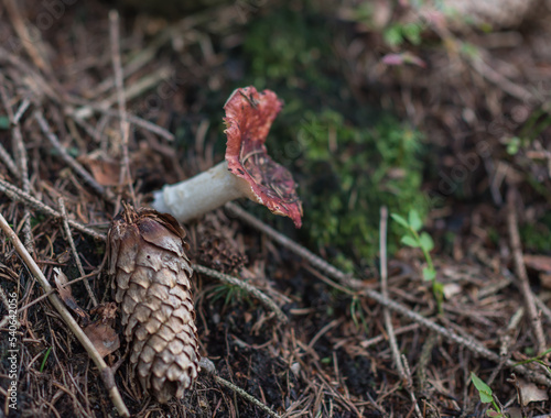 Autumn season, forest magic world with mushrooms photo