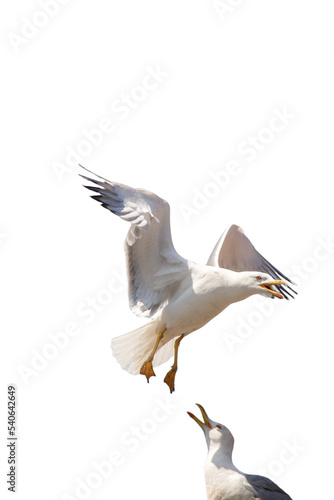 Seagulls flying isolated on white background