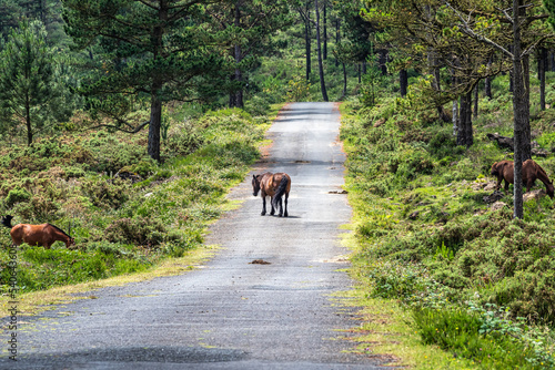 Wild horses along the road to San Andres de Teixido, A Coruna Province, Galicia, Spain © rudiernst