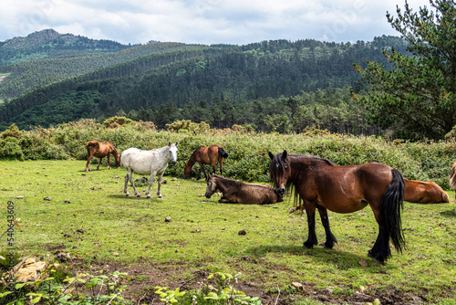 Wild horses along the road to San Andres de Teixido  A Coruna Province  Galicia  Spain