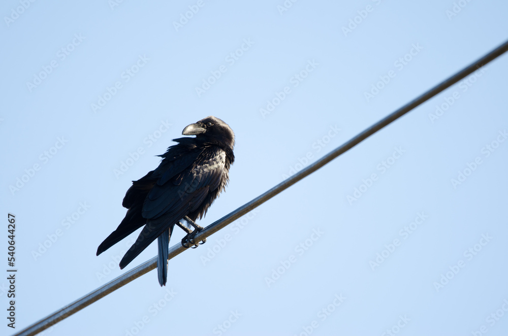 Canary Islands raven Corvus corax canariensis. The Nublo Rural Park. Tejeda. Gran Canaria. Canary Islands. Spain. Canary Islands raven Corvus corax canariensis. The Nublo Rural Park. Tejeda. Gran Canaria. Canary Islands. Spain.