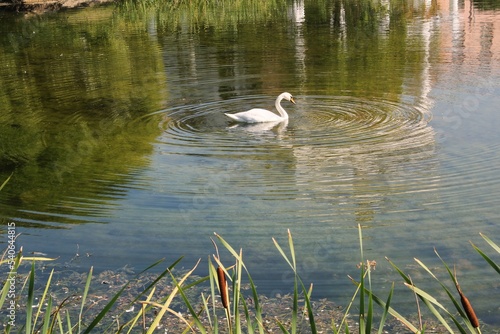White swan swimming in a pond. Migratory, wild birds sanctuary on lake in nature concept. Landscape with floating bird in artificial river. Wildlife reserve in water. Spring nest. Waterfowl shelter