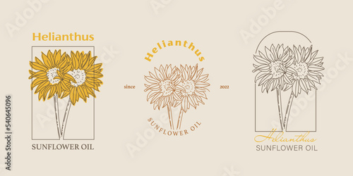 Vector hand painted sunflower plant illustration. Modern simple outline icons, hand drawn sketch, modern simple logo design