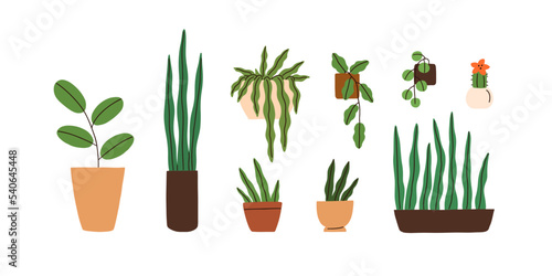 Potted house indoor plants set. Green-leaf home decoration, blossomed cactus, succulent growing in flowerpot, planter. Different foliage decor. Flat vector illustrations isolated on white background