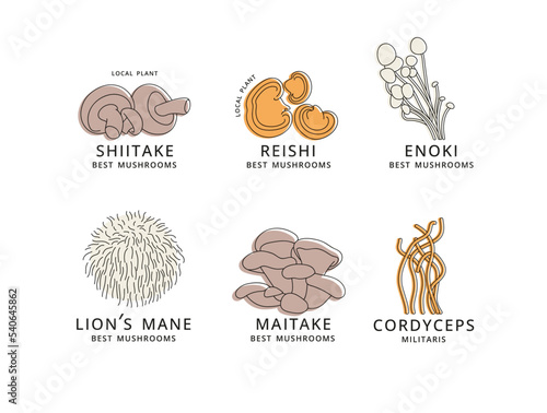 Vector set of icons in linear style - enok, shiitaki, maitake, cordyceps, reishi and lion's mane mushrooms. Logo signs.