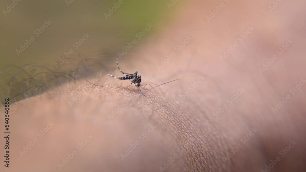 Mosquito bites cause diseases like dengue and malaria Mosquito bites cause diseases like dengue and malaria