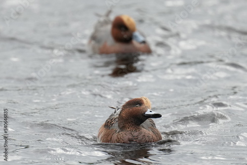 eurasian wigeon in a pond