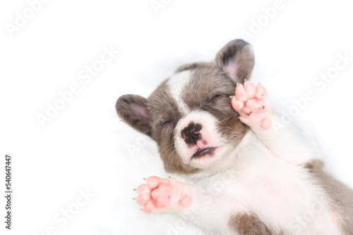 Adorable cute Newborn merle Puppy welsh corgi cardigan Sleeping on back. Little dog sleep on white plaid