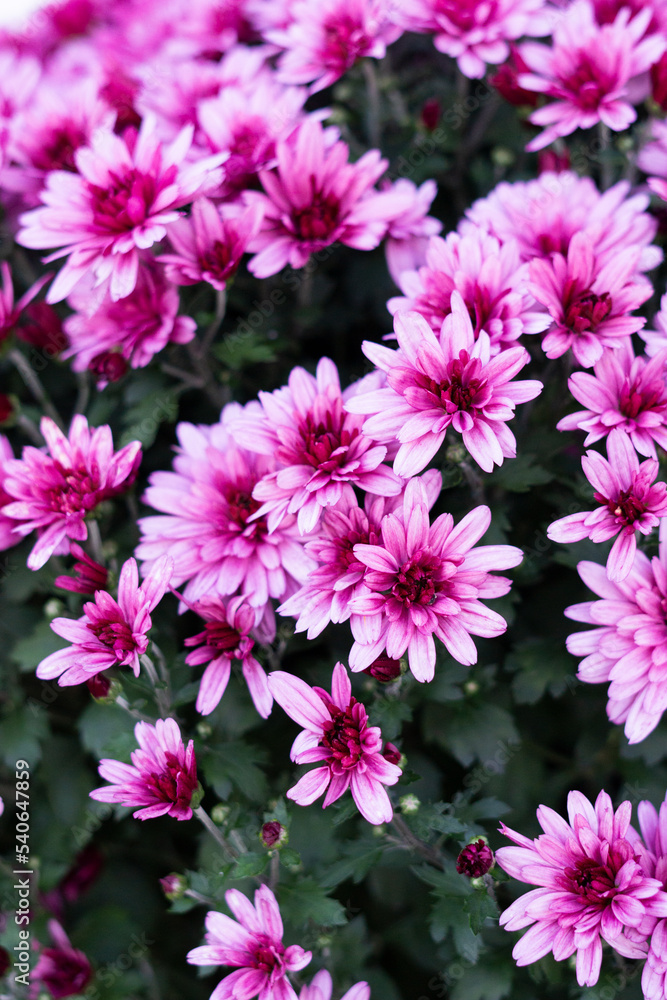 purple flower in the garden purple flower in the garden