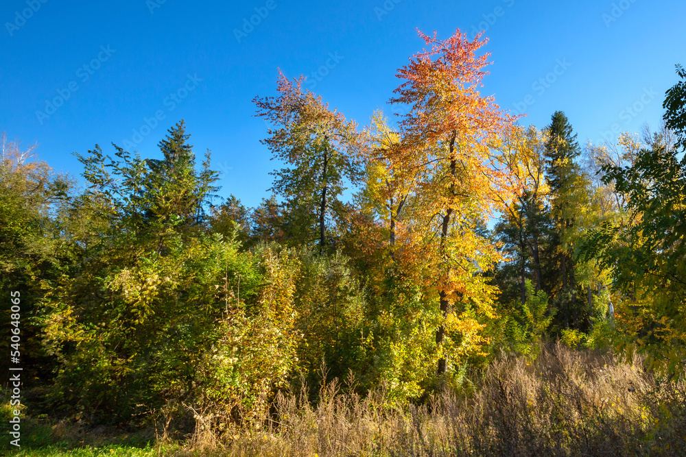 Fototapeta premium Red and yellow colorful autumn trees background