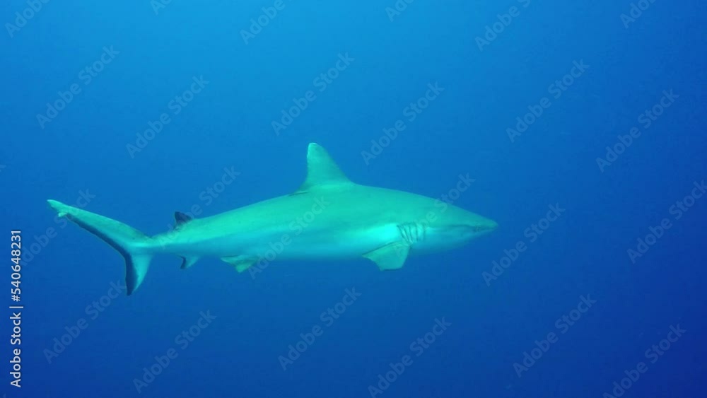 Grey Reef Shark swimming in blue water. Grey Reef Shark swimming in blue water.