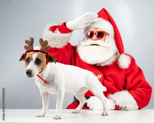 Santa claus and santa's helper in sunglasses on a white background. Jack russell terrier dog in a deer costume.