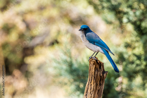 A Mexican Jay in Tucson, Arizona