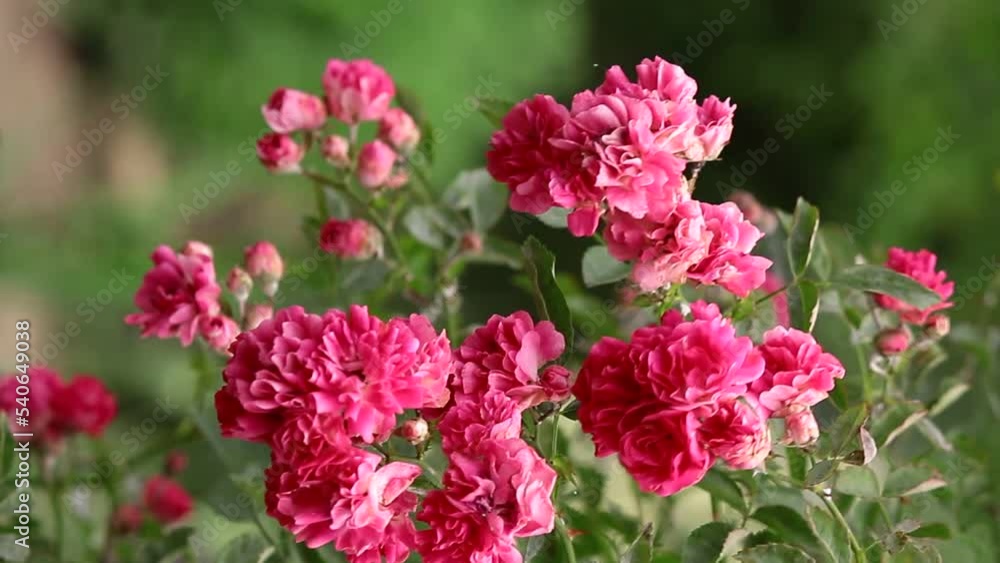bush of pink roses swaying from the wind. beautiful video with roses. blooming roses in the garden. bush of pink roses swaying from the wind. beautiful video with roses. blooming roses in the garden.