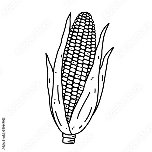 Corn cob isolated on white background. Organic healthy food. Vector hand-drawn illustration in doodle style. Perfect for cards, logo, decorations, recipes, various designs.