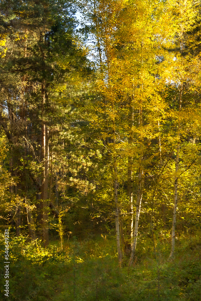 Obraz premium Green and yellow colorful autumn forest trees