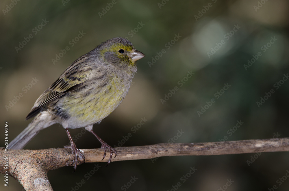 Atlantic canary Serinus canaria. Female. The Nublo Rural Park. Tejeda. Gran Canaria. Canary Islands. Spain. Atlantic canary Serinus canaria. Female. The Nublo Rural Park. Tejeda. Gran Canaria. Canary Islands. Spain.